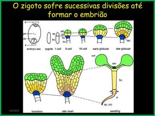 3/9/2013
O zigoto sofre sucessivas divisões até
formar o embrião
 
