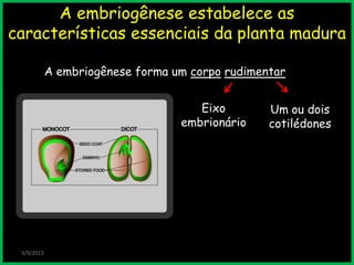 3/9/2013
A embriogênese estabelece as
características essenciais da planta madura
A embriogênese forma um corpo rudimentar
Eixo
embrionário
Um ou dois
cotilédones
 