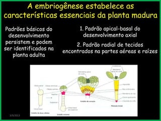 3/9/2013
A embriogênese estabelece as
características essenciais da planta madura
Padrões básicos do
desenvolvimento
persistem e podem
ser identificados na
planta adulta
1. Padrão apical-basal do
desenvolvimento axial
2. Padrão radial de tecidos
encontrados na partes aéreas e raízes
 