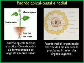 Padrão apical-basal e radial
Padrão apical: tecidos
e órgãos são ordenados
de forma precisa ao
longo de um eixo linear.
Padrão radial: organização
dos tecidos em um padrão
preciso no interior dos
órgãos vegetais.
 