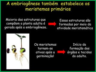 A embriogênese também estabelece os
meristemas primários
Maioria das estruturas que
compõem a planta adulta é
gerada após a embriogênese.
Essas estruturas são
formadas por meio da
atividade meristemática
Os meristemas
tornam-se
ativos após a
germinação!
Início da
formação dos
órgãos e tecidos
do adulto.
 