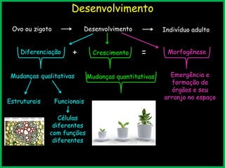Desenvolvimento
Ovo ou zigoto Desenvolvimento Indivíduo adulto
Diferenciação Crescimento Morfogênese
Mudanças qualitativas
Estruturais Funcionais
Mudanças quantitativas
+ =
Emergência e
formação de
órgãos e seu
arranjo no espaço
Células
diferentes
com funções
diferentes
 