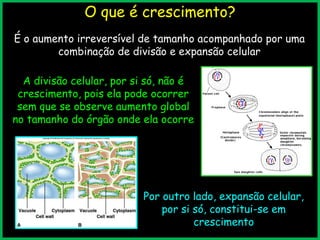 O que é crescimento?
É o aumento irreversível de tamanho acompanhado por uma
combinação de divisão e expansão celular
A divisão celular, por si só, não é
crescimento, pois ela pode ocorrer
sem que se observe aumento global
no tamanho do órgão onde ela ocorre
Por outro lado, expansão celular,
por si só, constitui-se em
crescimento
 