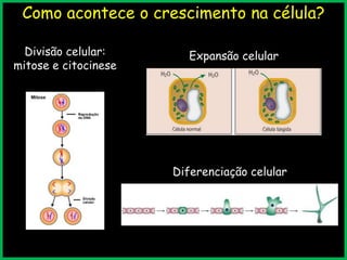 Como acontece o crescimento na célula?
Divisão celular:
mitose e citocinese
Expansão celular
Diferenciação celular
 