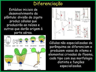Diferenciação
Estádios iniciais de
desenvolvimento da
plântula: divisão do zigoto
produz células que
produzirão as raízes e
outras que darão origem à
parte aérea.
3/9/2013
Células não especializadas de
parênquima se diferenciam e
produzem vasos do xilema e
elementos crivados do floema,
cada tipo com sua morfologia
distinta e funções
especializadas.
 