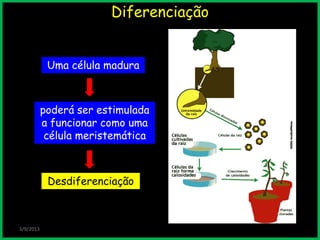 Diferenciação
poderá ser estimulada
a funcionar como uma
célula meristemática
3/9/2013
Uma célula madura
Desdiferenciação
 