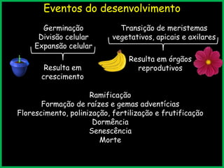 Eventos do desenvolvimento
Germinação
Divisão celular
Expansão celular
Transição de meristemas
vegetativos, apicais e axilares
Ramificação
Formação de raízes e gemas adventícias
Florescimento, polinização, fertilização e frutificação
Dormência
Senescência
Morte
Resulta em
crescimento
Resulta em órgãos
reprodutivos
 