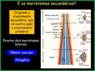 E os meristemas secundários?
Originam o
crescimento
secundário, que
só ocorre após
o crescimento
primário!
Envolve dois meristemas
laterais:
Câmbio vascular
Crescimento primário
Floema
Cerne
Câmbio vascular
Felogênio
 