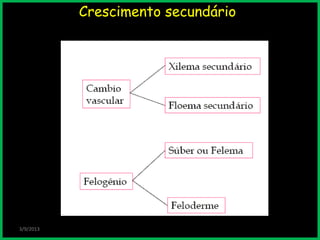 Crescimento secundário
3/9/2013
 