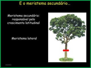 E o meristema secundário…
3/9/2013
Meristema secundário:
responsável pelo
crescimento latitudinal
Meristema lateral
 