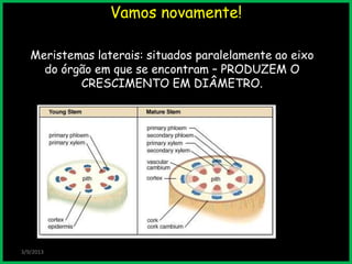 3/9/2013
Meristemas laterais: situados paralelamente ao eixo
do órgão em que se encontram – PRODUZEM O
CRESCIMENTO EM DIÂMETRO.
Vamos novamente!
 