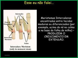 3/9/2013
Meristemas Intercalares:
encontrados entre tecidos
maduros ou diferenciados (por
exemplo, acima do nó no colmo
e na base da folha de milho) –
PRODUZEM O
CRESCIMENTO EM
EXTENSÃO.
Esse eu não falei…
 