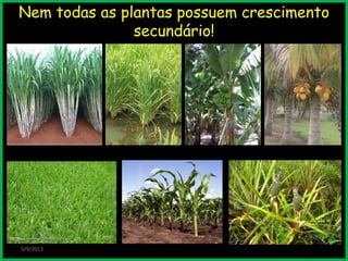 Nem todas as plantas possuem crescimento
secundário!
3/9/2013
 