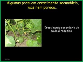 Algumas possuem crescimento secundário,
mas nem parece…
3/9/2013
Crescimento secundário do
caule é reduzido.
 