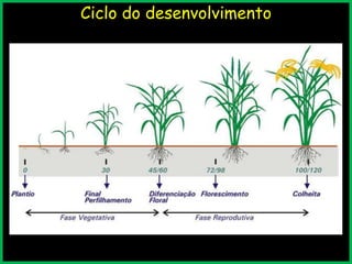 Ciclo do desenvolvimento
 