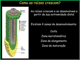 Como as raízes crescem?
3/9/2013
As raízes crescem e se desenvolvem a
partir de sua extremidade distal
Existem 4 zonas de desenvolvimento:
Coifa
Zona meristemática
Zona de alongamento
Zona de maturação
 