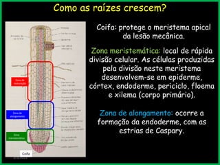 Como as raízes crescem?
3/9/2013
Coifa: protege o meristema apical
da lesão mecânica.
Zona de
maturação
Zona de
alongamento
Zona
meristemática
Coifa
Zona meristemática: local de rápida
divisão celular. As células produzidas
pela divisão neste meristema
desenvolvem-se em epiderme,
córtex, endoderme, periciclo, floema
e xilema (corpo primário).
Zona de alongamento: ocorre a
formação da endoderme, com as
estrias de Caspary.
 