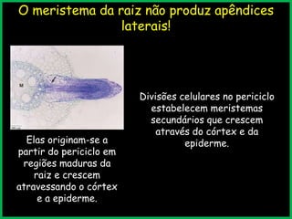 O meristema da raiz não produz apêndices
laterais!
Elas originam-se a
partir do periciclo em
regiões maduras da
raiz e crescem
atravessando o córtex
e a epiderme.
Divisões celulares no periciclo
estabelecem meristemas
secundários que crescem
através do córtex e da
epiderme.
 