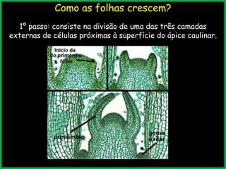 Como as folhas crescem?
1º passo: consiste na divisão de uma das três camadas
externas de células próximas à superfície do ápice caulinar.
 