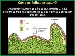 Como as folhas crescem?
Um pequeno número de células das camadas L1 e L2
dividem-se mais rapidamente do que as vizinhas e produzem
uma projeção.
 
