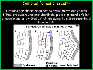 Como as folhas crescem?
Divisões periclinais, seguidas do crescimento das células
filhas, produzem uma protuberância que é o primórdio foliar,
enquanto que as divisões anticlinais aumenta a área superficial
do primórdio.
 