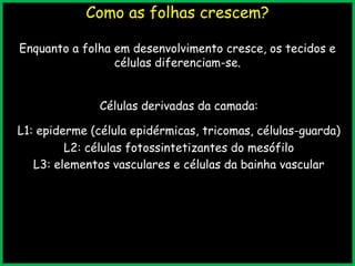 Como as folhas crescem?
Enquanto a folha em desenvolvimento cresce, os tecidos e
células diferenciam-se.
Células derivadas da camada:
L1: epiderme (célula epidérmicas, tricomas, células-guarda)
L2: células fotossintetizantes do mesófilo
L3: elementos vasculares e células da bainha vascular
 