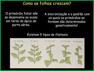 Como as folhas crescem?
O primórdio foliar não
se desenvolve ao acaso
em torno do ápice da
parte aérea.
A sincronização e o padrão com
os quais os primórdios se
formam são determinados
geneticamente!
Existem 5 tipos de filotaxia
 
