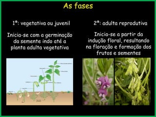 As fases
1ª: vegetativa ou juvenil
Inicia-se com a germinação
da semente indo até a
planta adulta vegetativa
2ª: adulta reprodutiva
Inicia-se a partir da
indução floral, resultando
na floração e formação dos
frutos e sementes
 