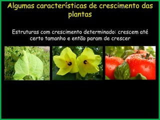 Algumas características de crescimento das
plantas
Estruturas com crescimento determinado: crescem até
certo tamanho e então param de crescer
 
