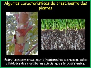 Algumas características de crescimento das
plantas
Estruturas com crescimento indeterminado: crescem pelas
atividades dos meristemas apicais, que são persistentes.
 