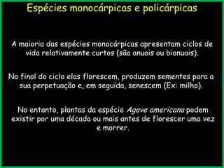 Espécies monocárpicas e policárpicas
A maioria das espécies monocárpicas apresentam ciclos de
vida relativamente curtos (são anuais ou bianuais).
No final do ciclo elas florescem, produzem sementes para a
sua perpetuação e, em seguida, senescem (Ex: milho).
No entanto, plantas da espécie Agave americana podem
existir por uma década ou mais antes de florescer uma vez
e morrer.
 