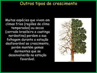 Outros tipos de crescimento
Muitas espécies que vivem em
climas frios (regiões de clima
temperados) ou secos
(cerrado brasileiro e caatinga
nordestina) perdem a sua
folhagem durante a estação
desfavorável ao crescimento,
porém mantém gemas
dormentes que se
desenvolverão na estação
favorável.
 
