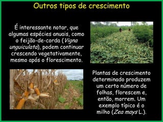 Outros tipos de crescimento
É interessante notar, que
algumas espécies anuais, como
o feijão-de-corda (Vigna
unguiculata), podem continuar
crescendo vegetativamente,
mesmo após o florescimento.
Plantas de crescimento
determinado produzem
um certo número de
folhas, florescem e,
então, morrem. Um
exemplo típico é o
milho (Zea mays L.).
 