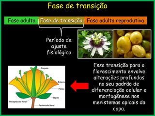 Fase de transição
Período de
ajuste
fisiológico
Fase adulta Fase adulta reprodutivaFase de transição
Essa transição para o
florescimento envolve
alterações profundas
no seu padrão de
diferenciação celular e
morfogênese nos
meristemas apicais da
copa.
 