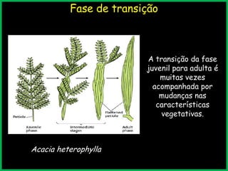 Fase de transição
A transição da fase
juvenil para adulta é
muitas vezes
acompanhada por
mudanças nas
características
vegetativas.
Acacia heterophylla
 