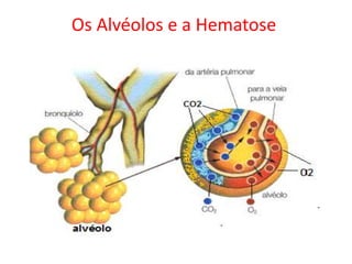 Os Alvéolos e a Hematose

 