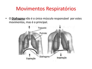 Movimentos Respiratórios
• O Diafragma não é o único músculo responsável por estes
movimentos, mas é o principal.

 