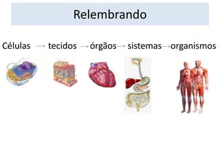 Relembrando
Células

tecidos

órgãos

sistemas organismos

 