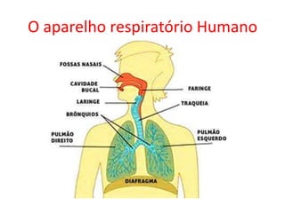 O aparelho respiratório Humano

 