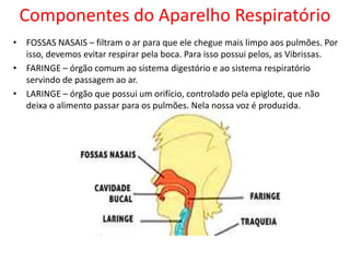 Componentes do Aparelho Respiratório
• FOSSAS NASAIS – filtram o ar para que ele chegue mais limpo aos pulmões. Por
isso, devemos evitar respirar pela boca. Para isso possui pelos, as Vibrissas.
• FARINGE – órgão comum ao sistema digestório e ao sistema respiratório
servindo de passagem ao ar.
• LARINGE – órgão que possui um orifício, controlado pela epiglote, que não
deixa o alimento passar para os pulmões. Nela nossa voz é produzida.

 