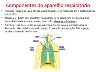 Componentes do aparelho respiratório
• Traqueia – tubo que liga a laringe aos brônquios. É formada por anéis cartilaginosos
resistentes.
• Brônquios – tubos que penetram nos pulmões e se ramificam nos bronquíolos
(tubos fininhos) e estes terminam dentro dos alvéolos pulmonares.
• Pulmões – são dois, sendo que o esquerdo é menor do que o direito, porque
dentro da caixa torácica parte do espaço é ocupada pelo coração. Este espaço
recebe o nome de mediastino.

 