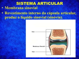 SISTEMA ARTICULAR
• Membrana sinovial
• Revestimento interno da cápsula articular,
produz o líquido sinovial (sinóvia).
 