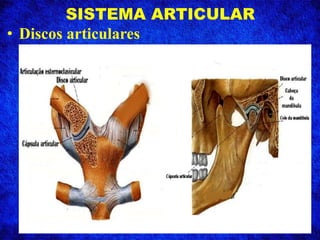 SISTEMA ARTICULAR
• Discos articulares
 
