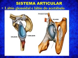 SISTEMA ARTICULAR
• Lábio glenoidal e lábio do acetábulo
 