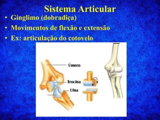 Sistema Articular
• Gínglimo (dobradiça)
• Movimentos de flexão e extensão
• Ex: articulação do cotovelo
 