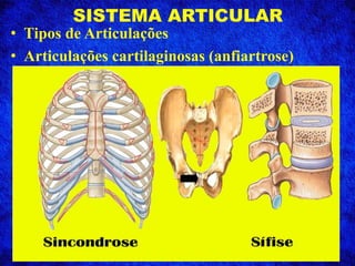 SISTEMA ARTICULAR
• Tipos de Articulações
• Articulações cartilaginosas (anfiartrose)
 