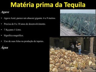 Agave
• Agave Azul, parece um abacaxi gigante. 6 a 9 metros.
• Precisa de 8 a 10 anos de desenvolvimento.
• 7 Kg para 1 Litro.
• Significa magnífico.
• Uso de suas folas na produção de tapetes.
Água
 