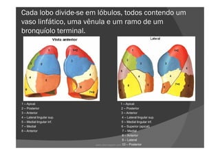 Cada lobo divide-se em lóbulos, todos contendo um
vaso linfático, uma vênula e um ramo de um
bronquíolo terminal.
1 – Apical 1 – Apical
2 – Posterior 2 – Posterior
3 – Anterior 3 – Anterior
4 – Lateral lingular sup. 4 – Lateral lingular sup.
5 – Medial lingular inf. 5 – Medial lingular inf.
7 – Medial 6 – Superior (apical)
8 – Anterior 7 – Medial
8 – Anterior
9 – Lateral
10 – Posteriorwww.playmagem.com.br
 