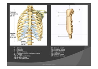 01 – Esterno 01 – Incisura costal
02 – Clavícula 02 – Processo xifóide
03 – Escápula 03 – Corpo de esterno
04 – Coluna vertebral 04 – Ângulo esternal
05 – Cartilagem costal – cartilagem hialina 05 – Manúbrio
06 – Costelas 06 – Incisura jugular
6.1 - 01 à 07 = verdadeiras 07 – Incisura clavicular
6.2 - 08 à 10 = falsas
6.3 - 11 e 12 = flutuantes
www.playmagem.com.br
 