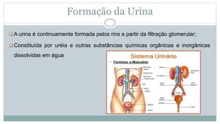 Formação da Urina
 A urina é continuamente formada pelos rins a partir da filtração glomerular;
 Constituída por uréia e outras substâncias químicas orgânicas e inorgânicas
dissolvidas em água
 